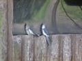 Byparken - 009 - 2011-07-29